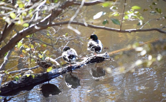 Ready To Walk On&nbsp;Water